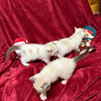 Thumbnail photo of Star #3