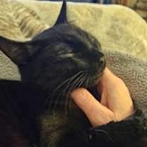 Thumbnail photo of Jurassic #2