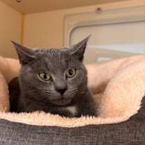 Thumbnail photo of Frittata #1