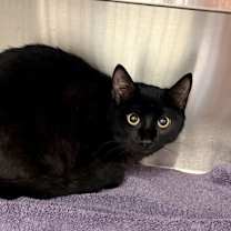 Thumbnail photo of Jurassic #3