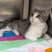 Thumbnail photo of Chill #1