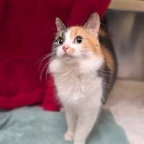 Thumbnail photo of Holly Jolly #1