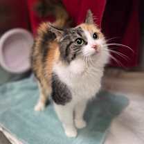 Thumbnail photo of Holly Jolly #2