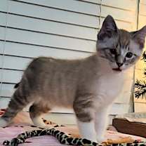 Thumbnail photo of Kringle #2