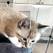 Thumbnail photo of Kringle #3