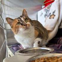 Thumbnail photo of Hopscotch #2