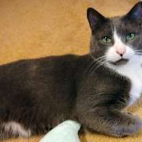 Thumbnail photo of Manny #1