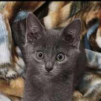 Thumbnail photo of Rocky #1