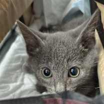 Thumbnail photo of Rocky #2