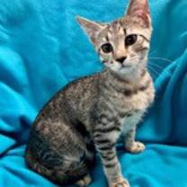 Thumbnail photo of Liberty #1