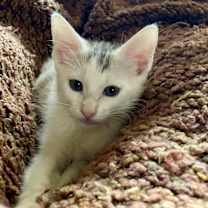 Thumbnail photo of Titi #4