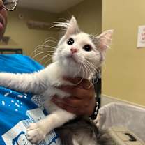 Thumbnail photo of Furby #1