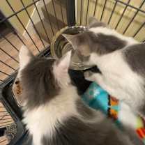 Thumbnail photo of Furby #2