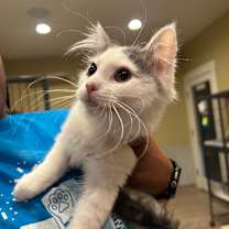 Thumbnail photo of Furby #4