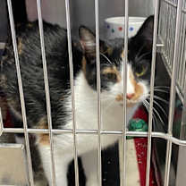 Thumbnail photo of Ember #3