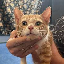 Thumbnail photo of Lip #1