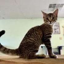 Thumbnail photo of Bobbie #2