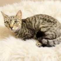 Thumbnail photo of Patsy #1