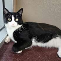 Thumbnail photo of Domino #4