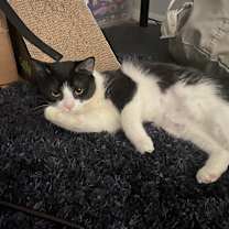 Thumbnail photo of Franny #1