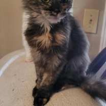 Thumbnail photo of Cookie #2