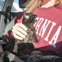 Thumbnail photo of Salem #2