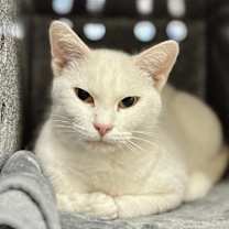 Thumbnail photo of Lady Ghost #1