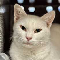 Thumbnail photo of Lady Ghost #2