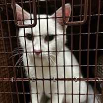 Thumbnail photo of Lady Ghost #3