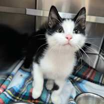 Thumbnail photo of Louis #1