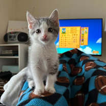 Thumbnail photo of Mitochondria #2