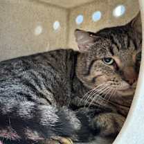 Thumbnail photo of Teddy #2