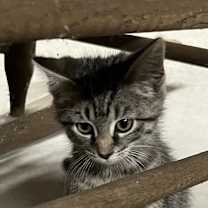 Thumbnail photo of Gidget #3