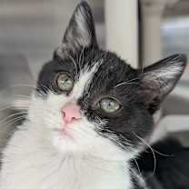 Thumbnail photo of Beetle #1