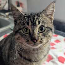 Thumbnail photo of Jovie #2