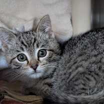 Thumbnail photo of Dreidel #3