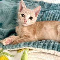 Thumbnail photo of Kitten Bonsai #1