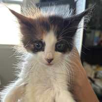 Thumbnail photo of Marigold #2