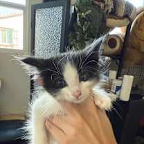 Thumbnail photo of Pine #2