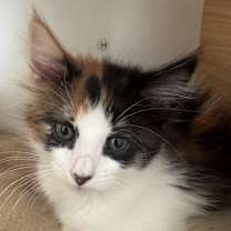 Thumbnail photo of Marigold #3