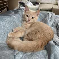 Thumbnail photo of Mistletoe ** #1