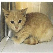 Thumbnail photo of Mistletoe ** #2