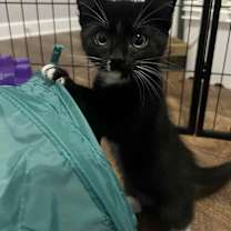 Thumbnail photo of Ninja #2