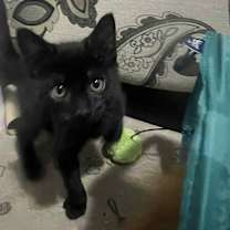 Thumbnail photo of Ninja #3