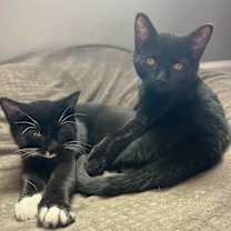 Thumbnail photo of Bug #1