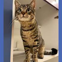 Thumbnail photo of Cat Condo #17 #1