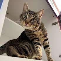 Thumbnail photo of Cat Condo #17 #2