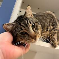 Thumbnail photo of Cat Condo #17 #4