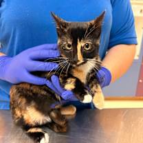 Thumbnail photo of Cat Condo #12 #4