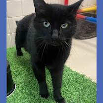 Thumbnail photo of Cat Display Thunder #1